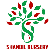 Shandil  Nursery