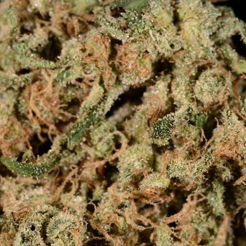Strain Review