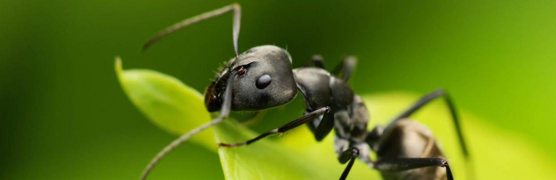 Green Pest Management